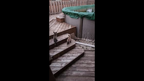 Momma fox and her baby kits: under-deck residents