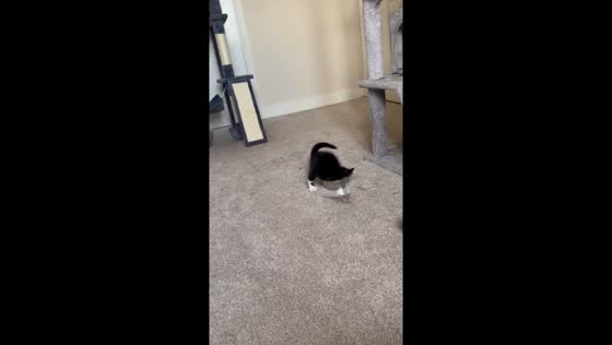 Kitten takes a splash: hilarious water bowl mishap in Middlewich