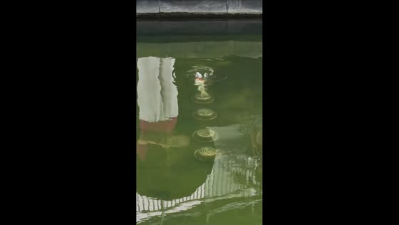 Koi fish hilariously spins in circles at the pond in Guangdong, China