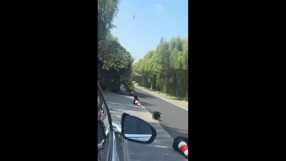 Massive tree makes flatbed truck look like a moving shrub in Shandong, China