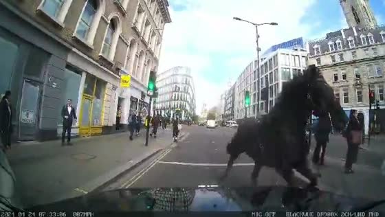 London taxi encounter: scooter swerve as horse surprises road
