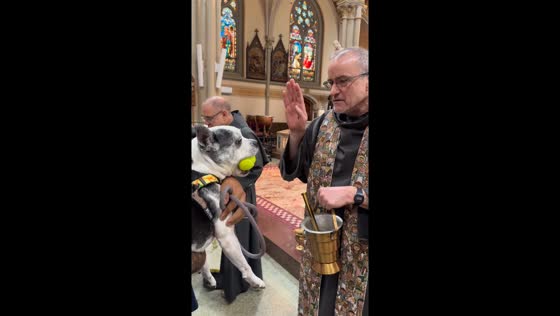 Boston Terrier receives blessing during church event in Brooklyn, New York, USA