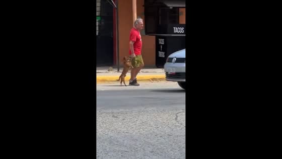 Dog walks upright with owner while crossing street in Altamira, Mexico