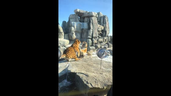Two tigers fight in Heilongjiang, China