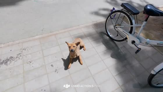 Street dog startles passerby after sudden reaction on pavement in Ningxia, China