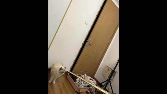 Cat knocks down door frame while entering room in Jiangsu, China