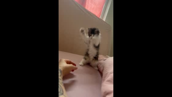 Playful kitten’s adorable antics in Antwerp, Belgium