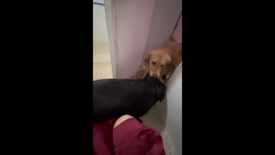 Golden retriever's rescue: sibling intervention in Antipolo City