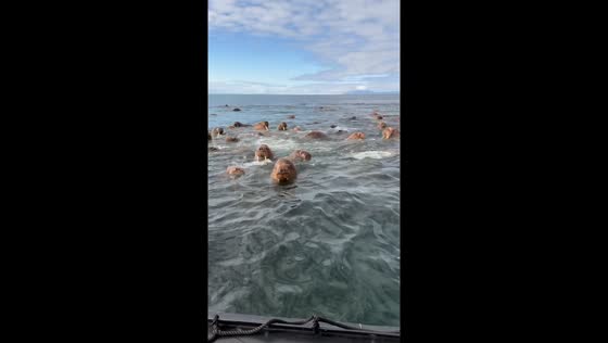 Walruses swim peacefully in Ratmanov Island, Russia