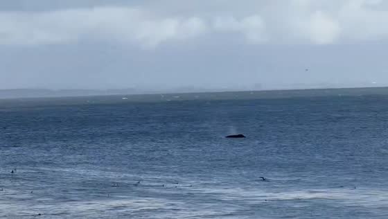 Humpback whales surface gracefully near shore in California, USA