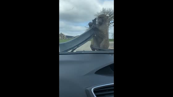 Monkeys at Knowsley Safari Park swipe car part