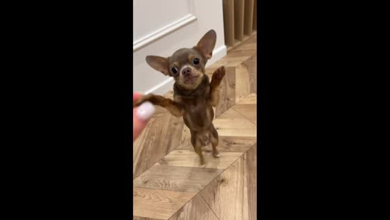 Dog hops on two feet while chasing treat in Kyiv, Ukraine