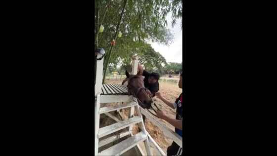 Horse climbing mishap in Perak, Malaysia