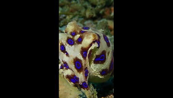 Camouflaged brilliance: octopus reveals stunning blue rings in Japanese waters