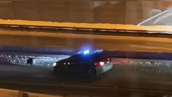 Police patrol in Mytishchi, Russia, safely escorts wild boar off highway and into forest