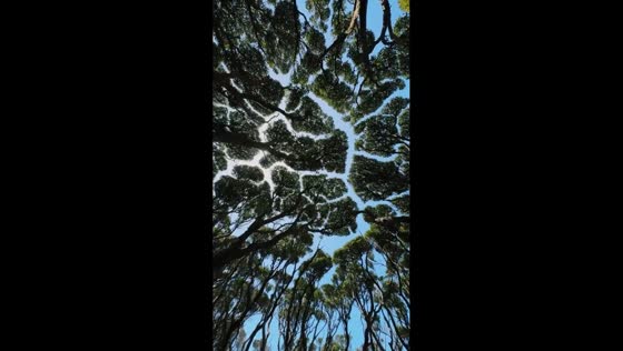 Crown shyness visible among trees in Auckland, New Zealand