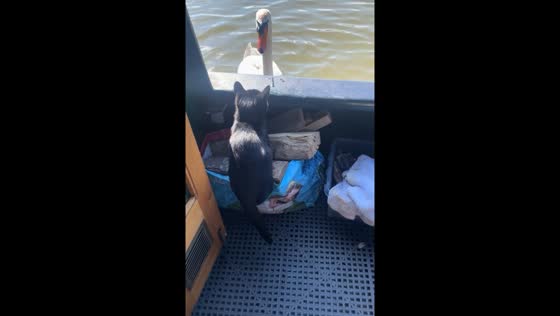 Boat cat faces off with protective swans