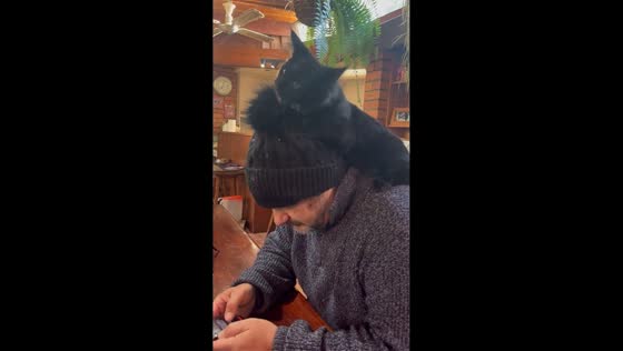 Maine Coon cat hilariously attacks husband’s hat in Wangaratta, Victoria, Australia