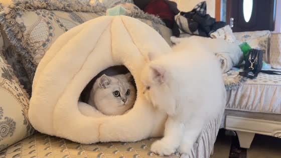 Cat's defensive hiss surprises newcomer in Shaanxi, China