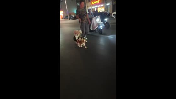 Dog hilariously hitches ride on another dog during late-night walk in Shandong, China