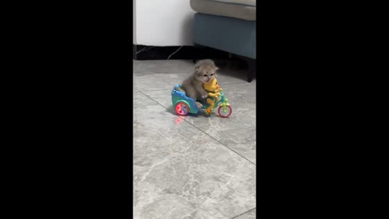Scottish Fold kitten tumbles off toy bike in Jiangxi, China