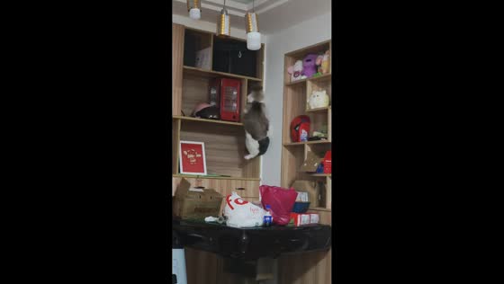 Cat struggles to turn and tumbles off cabinet in Guizhou, China