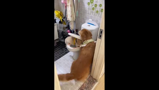Golden retriever mother puts puppy on toilet and covers with lid in Liaoning, China