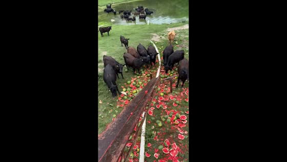 Cow feasts on cracked watermelons at farm in Missouri, USA