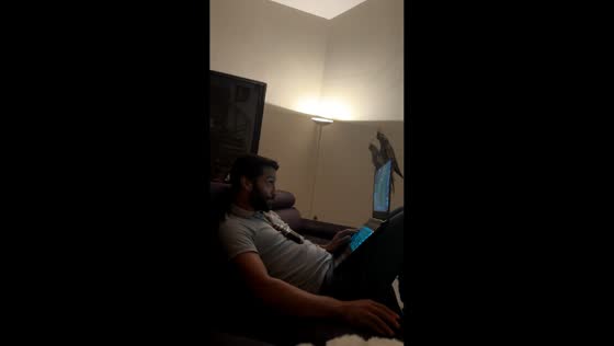 Cockatiels interrupt gaming session in Landorthe, France