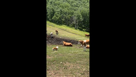 Corgi surrounded by curious cattle on grassy hillside in Beijing, China