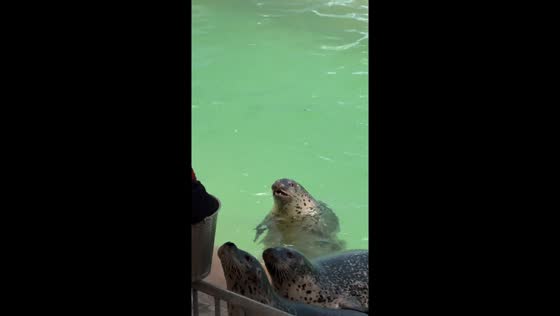 Hungry spotted seals wait for food at ocean park in Tibet, China