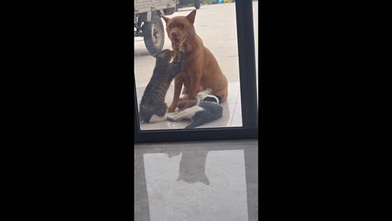 Two cats adorably knead a patient dog's body while resting outdoors in Guangdong, China