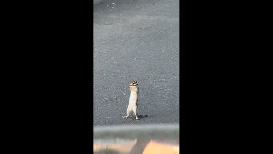 Squirrel blocks road with paws clasped in Xinjiang, China