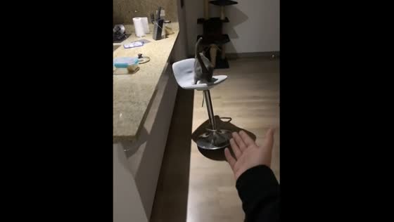 Yuumi's hilarious stool tumble: Bogota cat's comical mishap caught on camera!