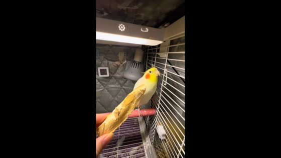 Pet bird reacts to chew toy with cheerful sounds in Hunan, China