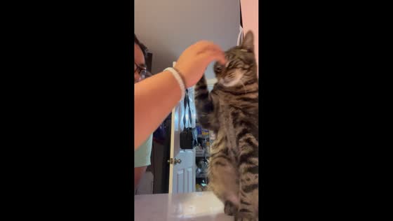 Cat refuses to be touched in Long Island, USA
