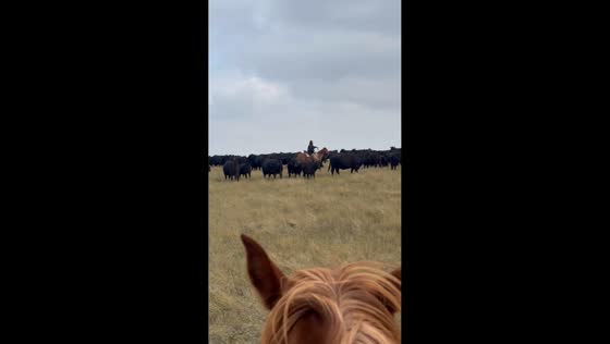 Cowboy herds cattle across open field in South Dakota, USA