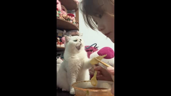 Cat asks for food in Guangdong, China