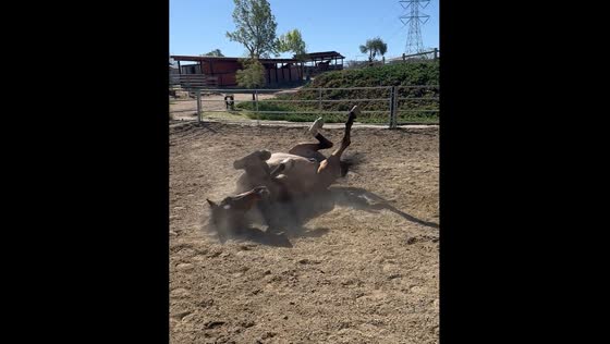 Horse runs around farting before falling in San Diego