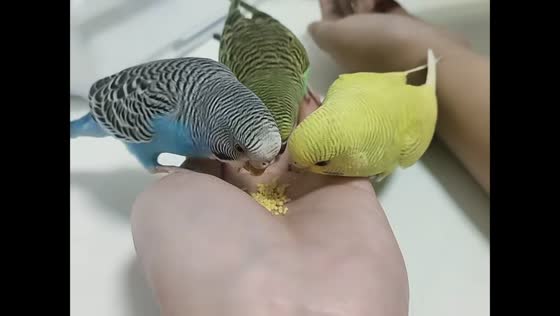Hungry parakeets squabble over food in Heilongjiang, China