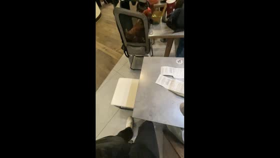 Pet chicken unexpectedly spotted at McDonald’s in Stuttgart, Germany