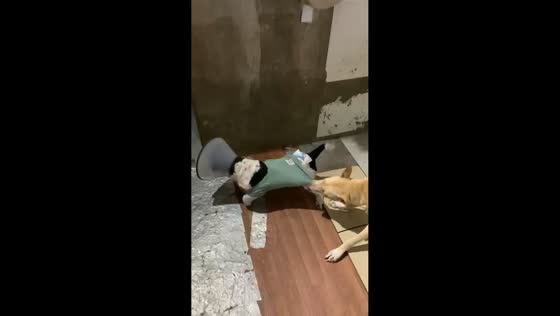 Pet dogs engage in playful scuffle in Imus, Cavite, Philippines