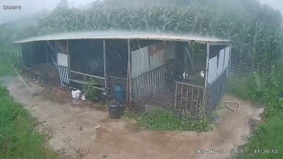 Severe storm batters livestock enclosure in Shandong, China