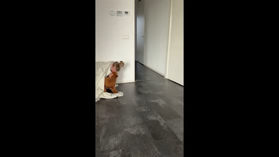 Hide and seek with Gigi the dog: a hilarious game of fetch and find