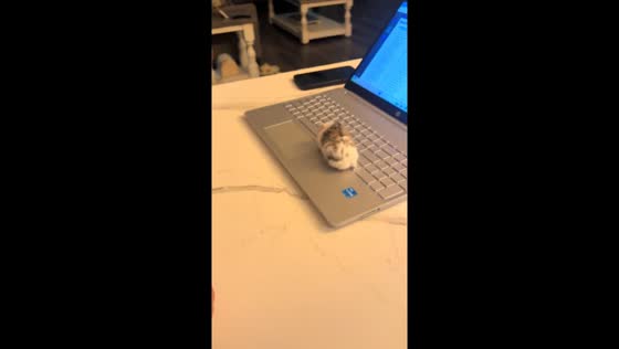 Man uneasy with hamster prank in Morristown, Tennessee, USA