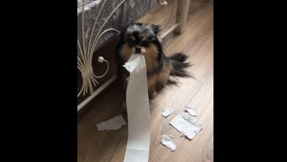 The spitz dog loves to play with toilet paper!