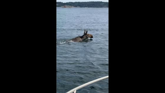 Moose surprises family by swimming across the sea in Hvaler, Norway 