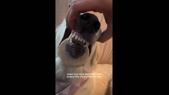 Dog's jaw stuck on bone in Newport Beach, California