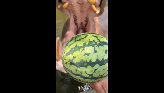Feeding a hungry hippo with watermelon in Zhejiang, China