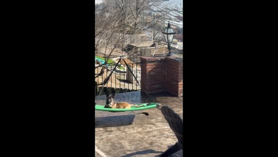 Puppy relaxes while swinging in hammock in St. Louis, Missouri, USA